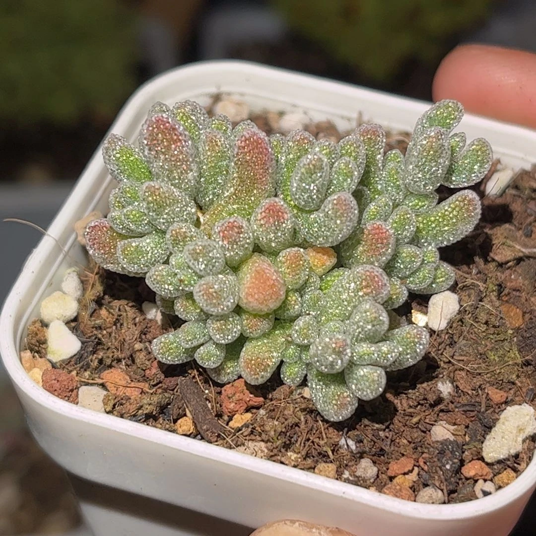 昕宝冰晶枝干番杏