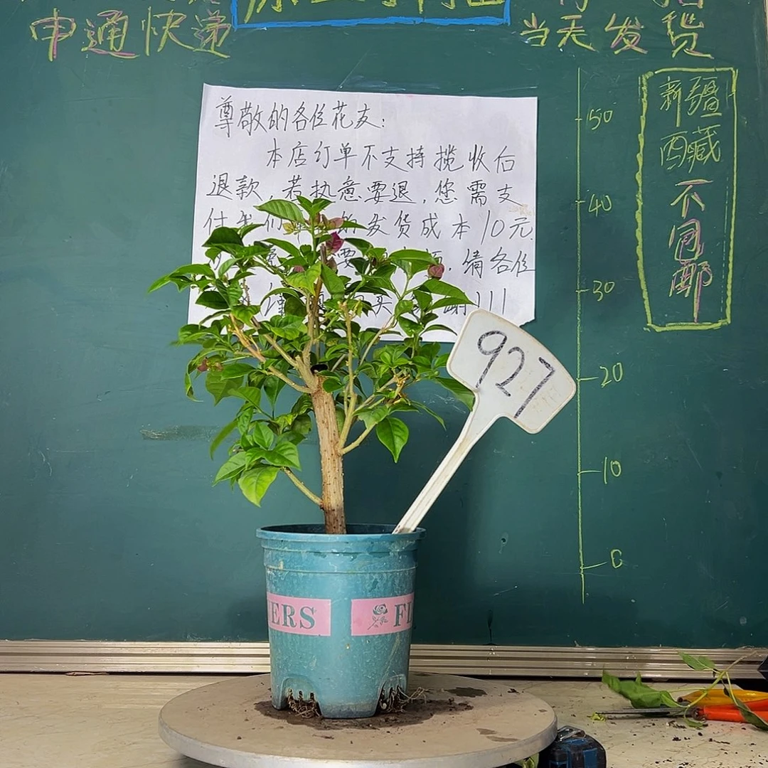 当前无花栽培后可以开花 六翼天使  927