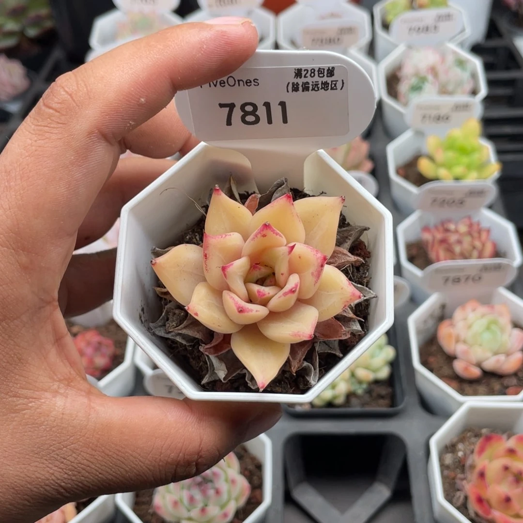 7811饺子皮4.5厘米