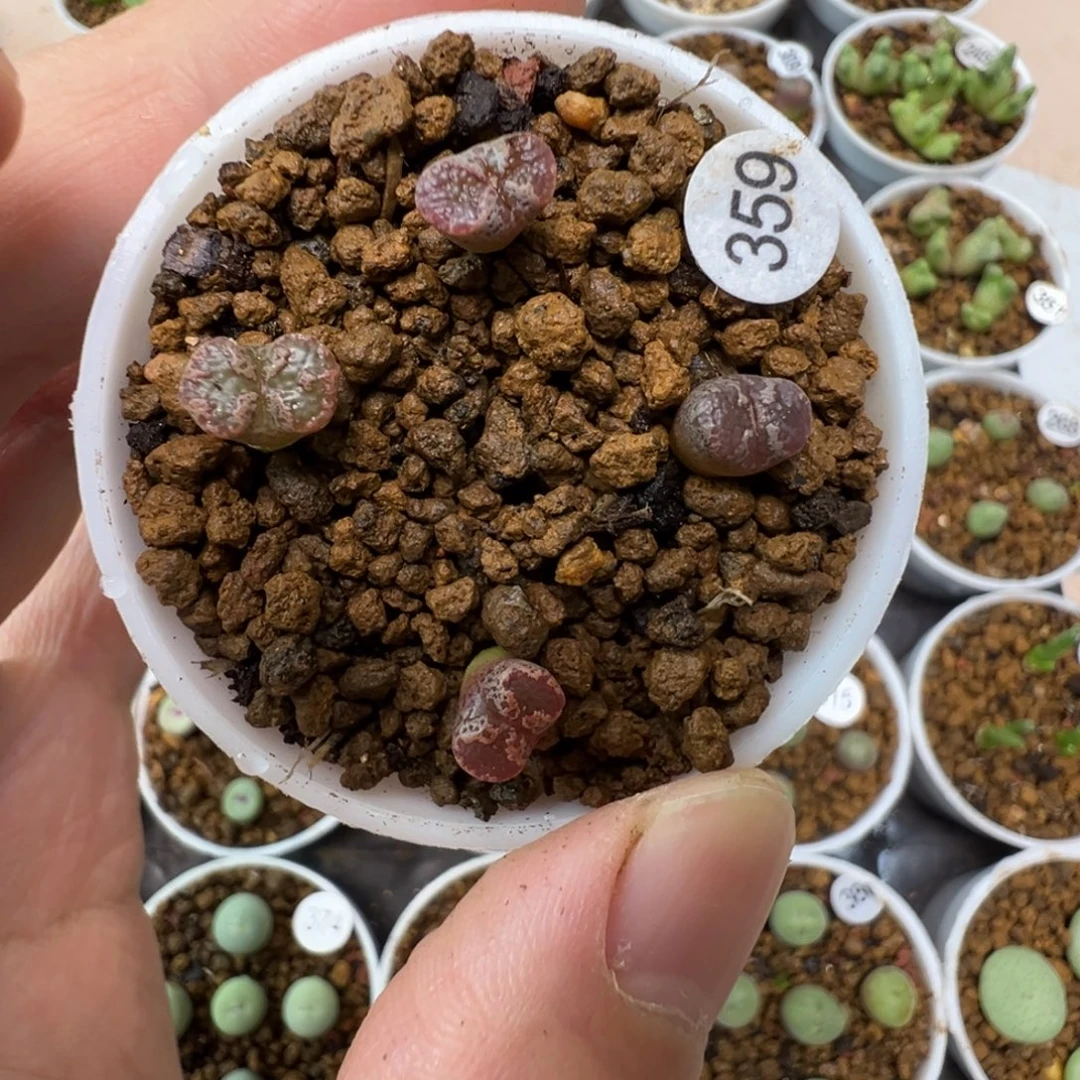 超碟一颗脱土359000