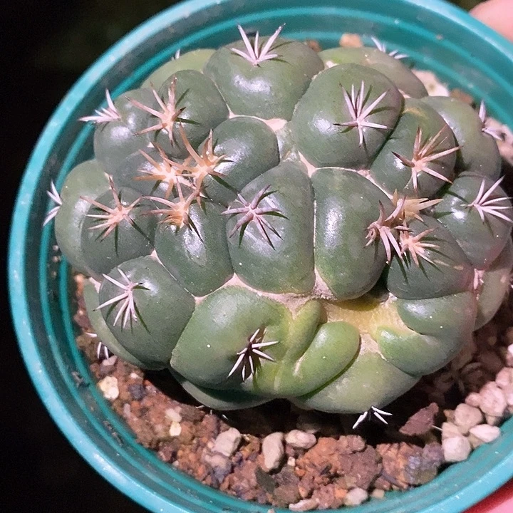 孤品实生双头连体大尤安仔象芽微瑕新春福利7.6cm