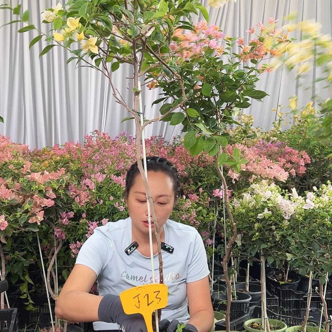 星***️当前无花栽培后可以开花J23苏瓦娜