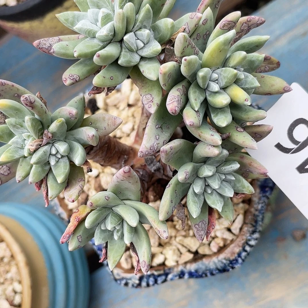 法瑞拇指三代杂交8246