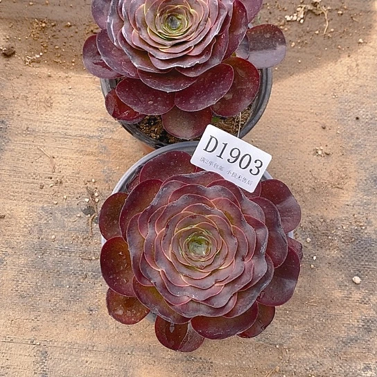 想**人1903魅金玫瑰多肉2颗