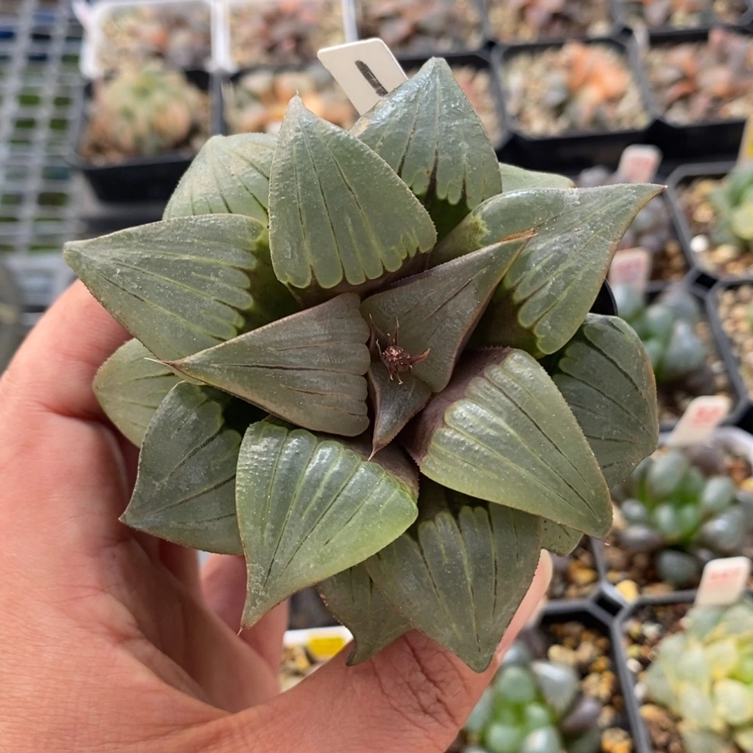 1媚凤寿一物一拍，，，