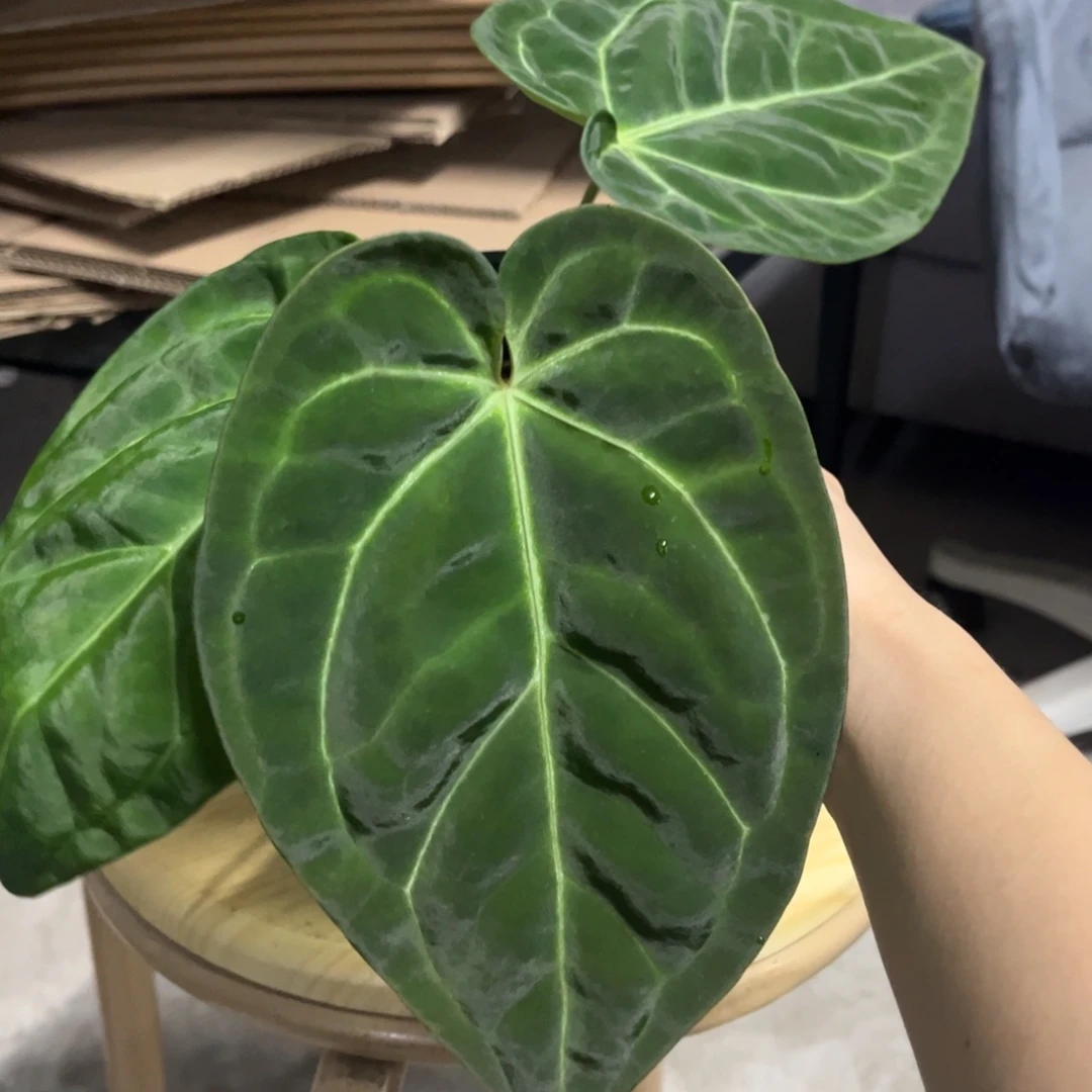 无花朵21 贝斯杂水晶（活动两颗包邮 不售后）