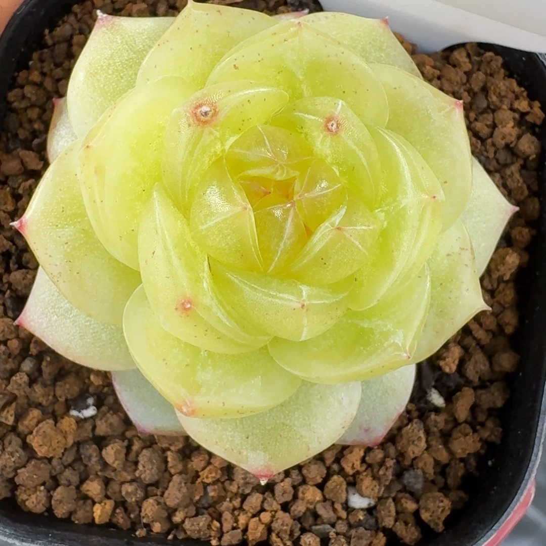 1230-83-3013单头一颗多肉