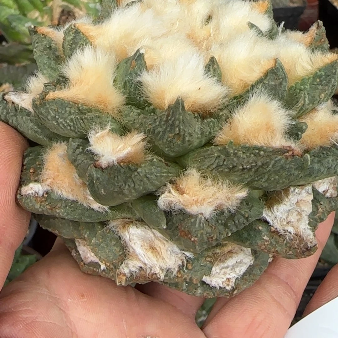 无花朵10厘米落地金毛鹰嘴勾尤479无根