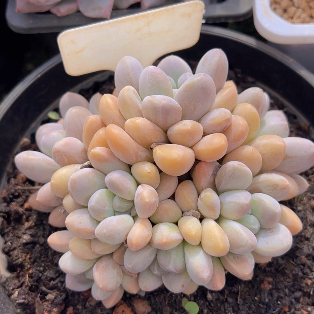 香玉的故事是一个人的故事吗我