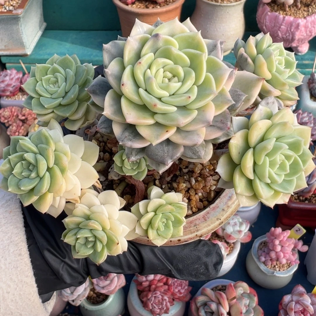 ****…95粉布偶锦自然群一物一拍