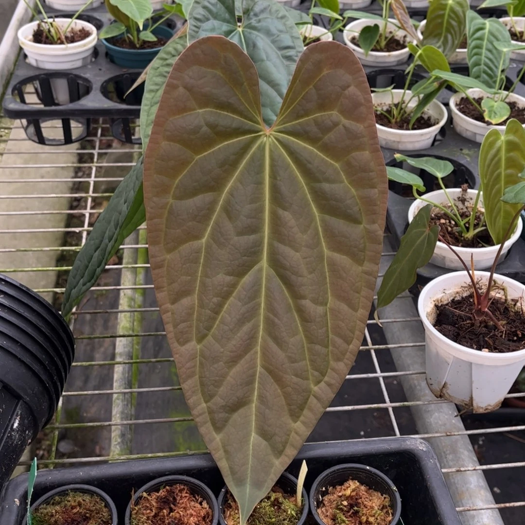 无花朵黑水晶杂奢华8579