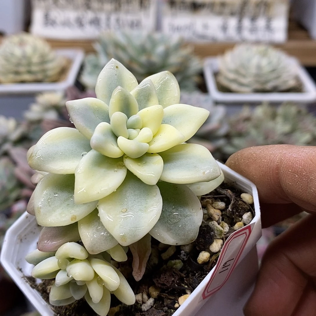 08119 奶酪蛋糕锦双头