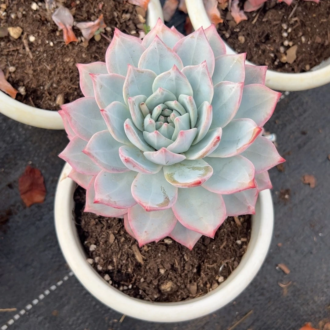 多肉单头粉蓝鸟【非偏远满18包邮】