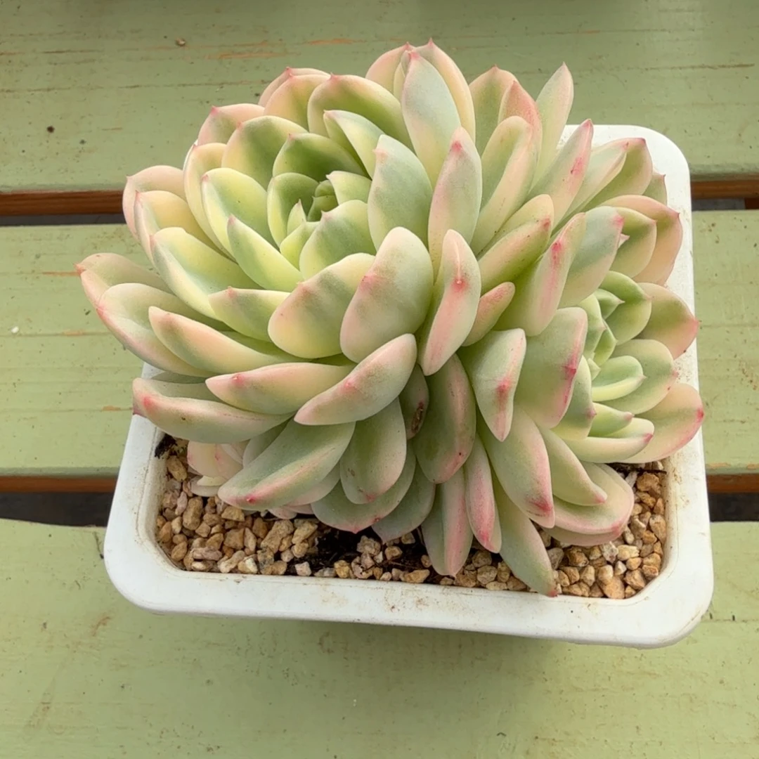 茉莉花锦锦上园艺一物一拍