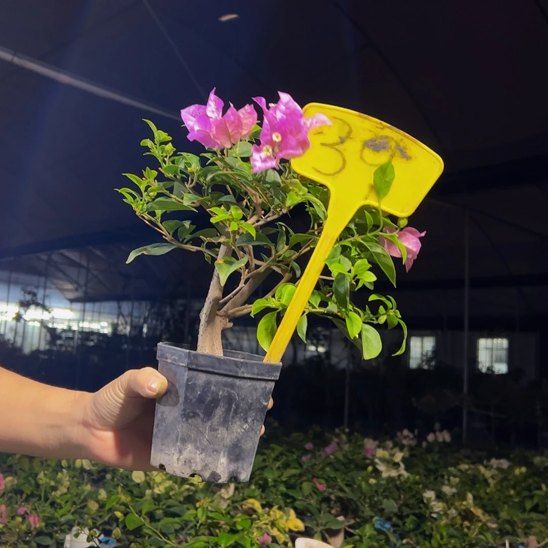 当前无花栽培后可以开花   巴西紫  大宝  39