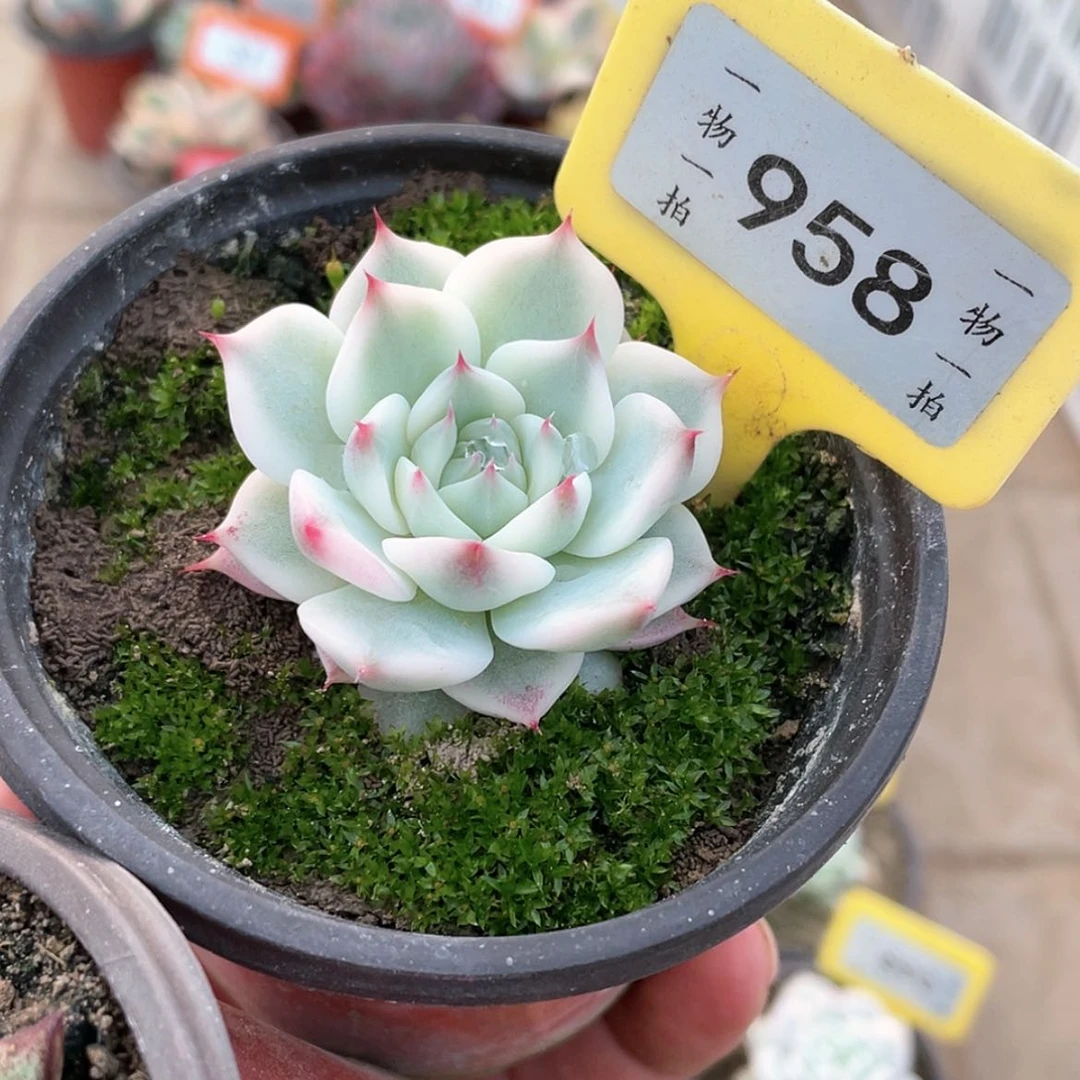 【闪购商品】958号