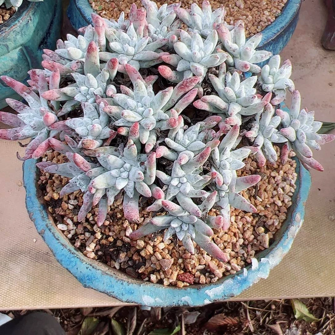 2311格诺马白菊杂交