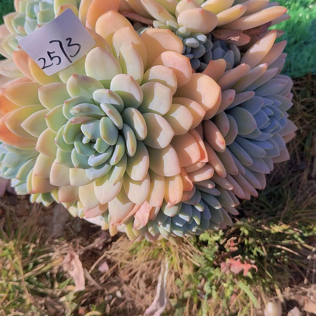 云*舞2573冷香多肉植物