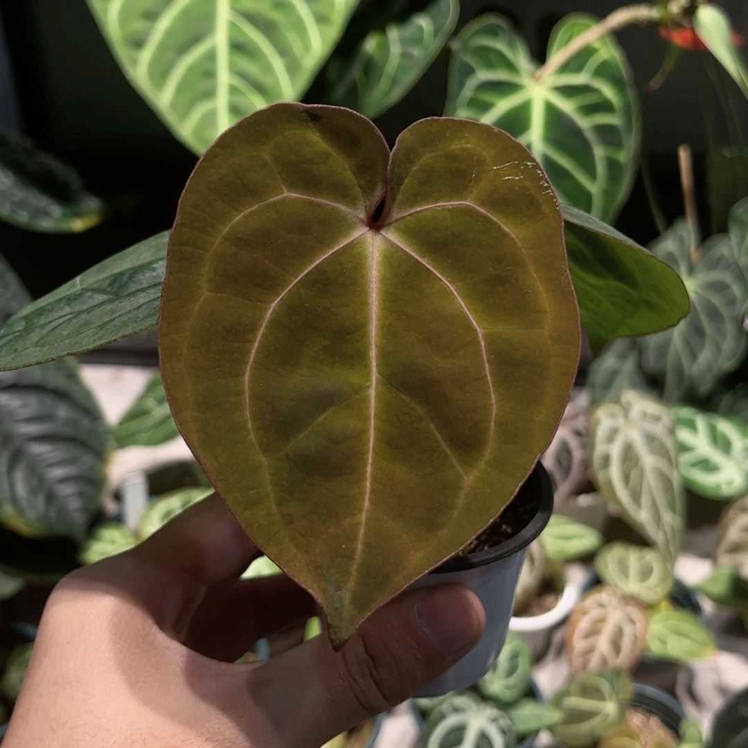 完全开放贝斯杂红心霍夫曼