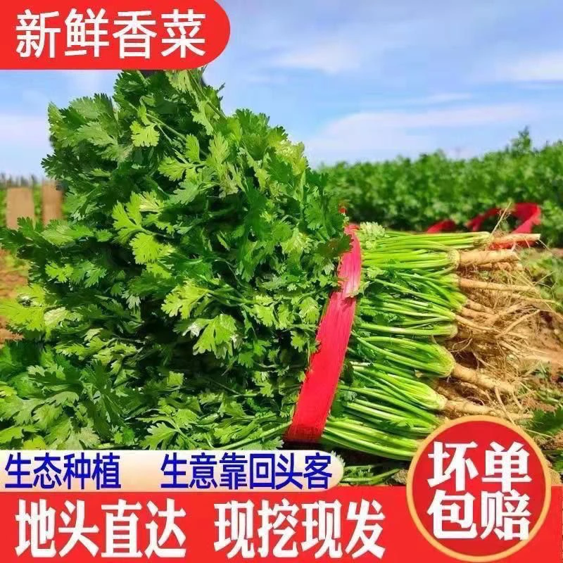 新鲜香菜大棚种植农家现挖香味浓郁