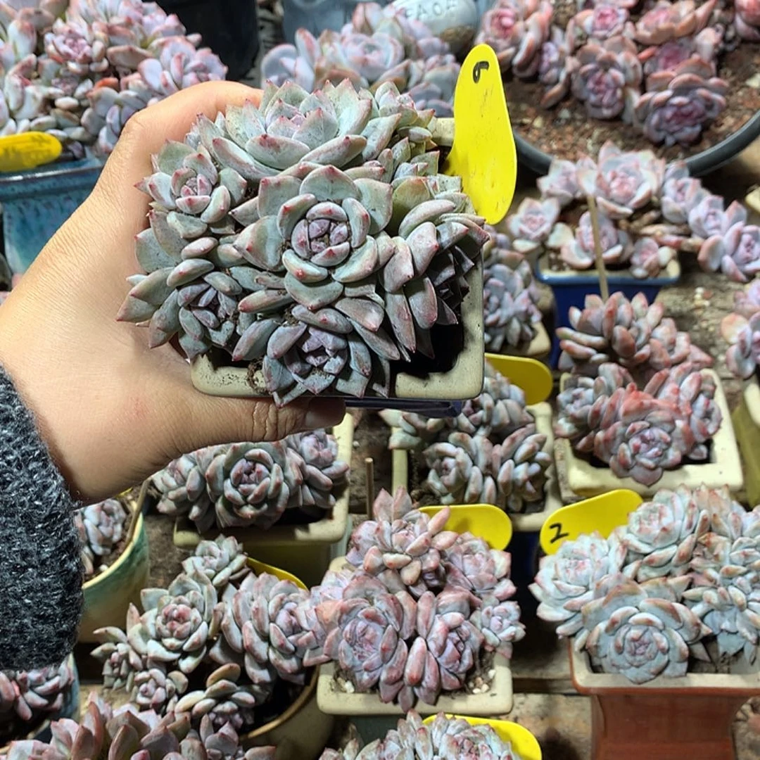 哈哈哈哈哈哈哈哈5