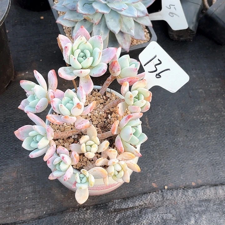 多肉植物，冷香136号