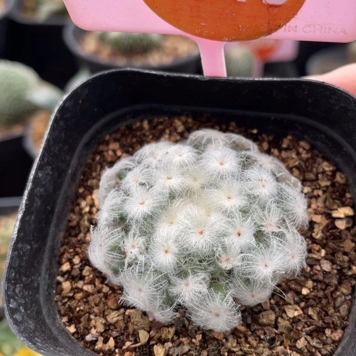 自根佛头白星3015