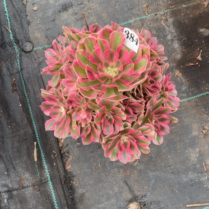 384号精品法师粉女巫