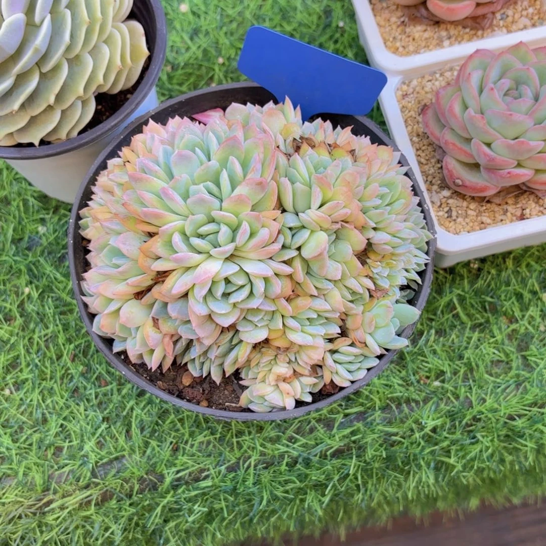 繁*w我的小可爱们都好可爱