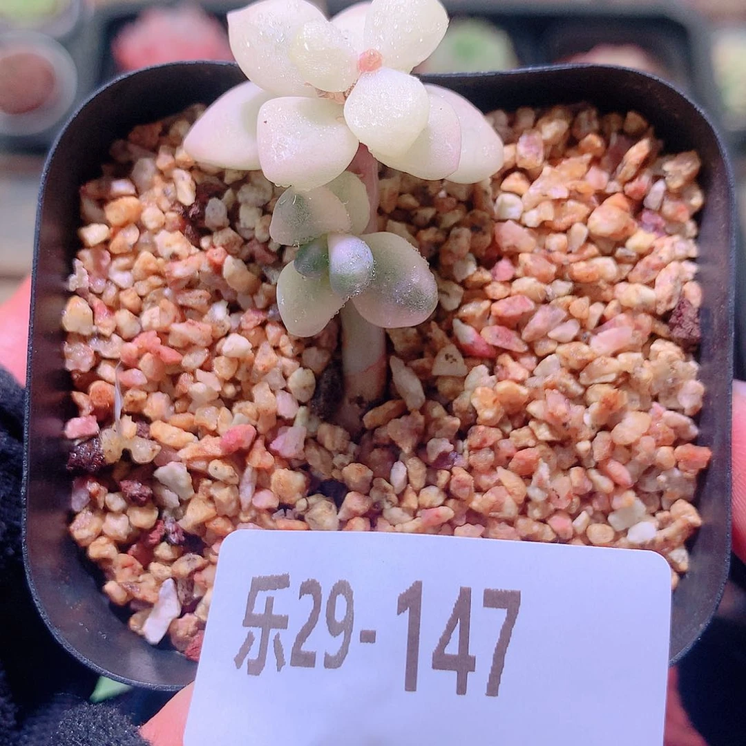 乐然29-147 美杏锦