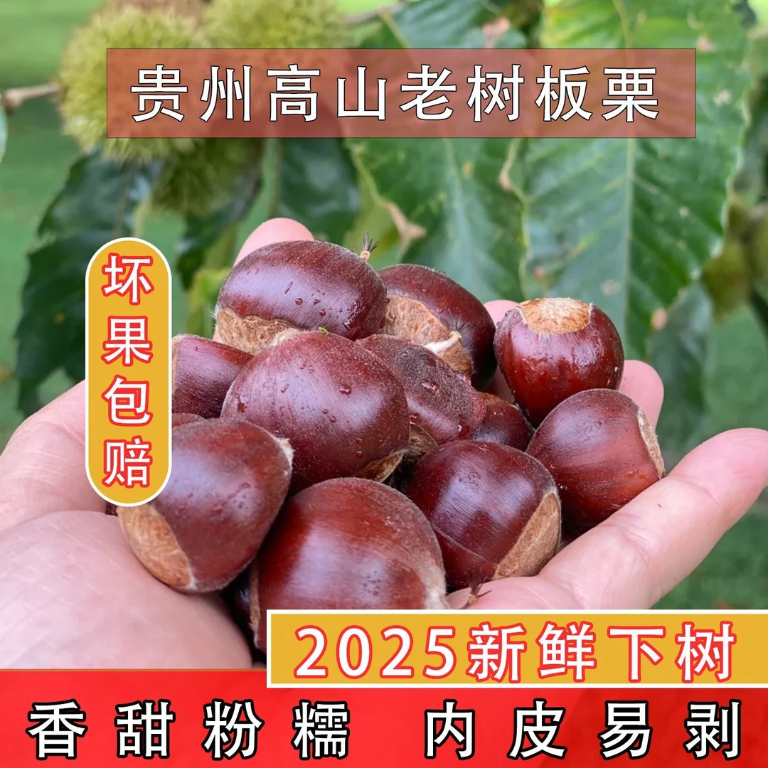 贵州本高山老树生板栗