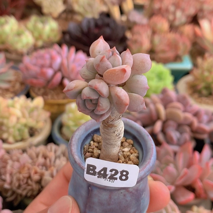 一物一拍含盆土满38包邮B428