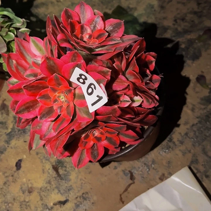 861妖月多肉植物处理不售后砍头丛林