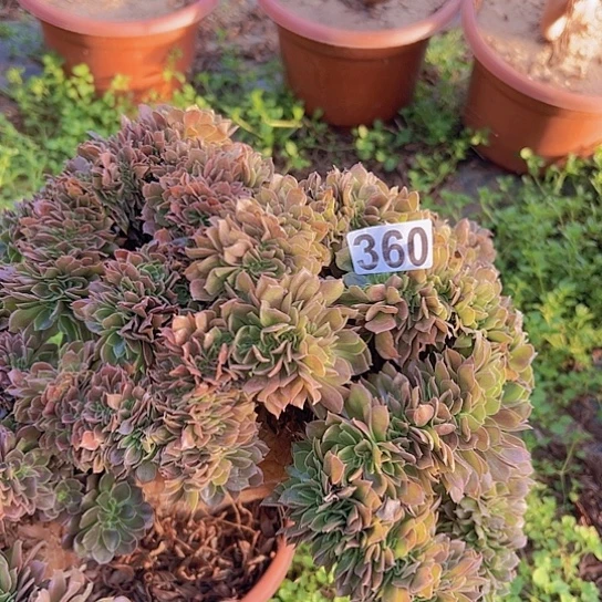 英***姐多肉植物一个玫瑰