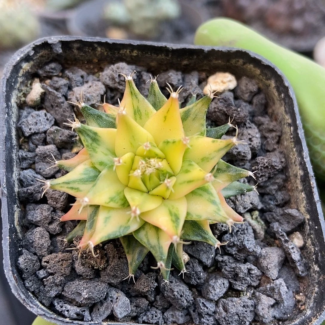 实生帝冠锦仙人球