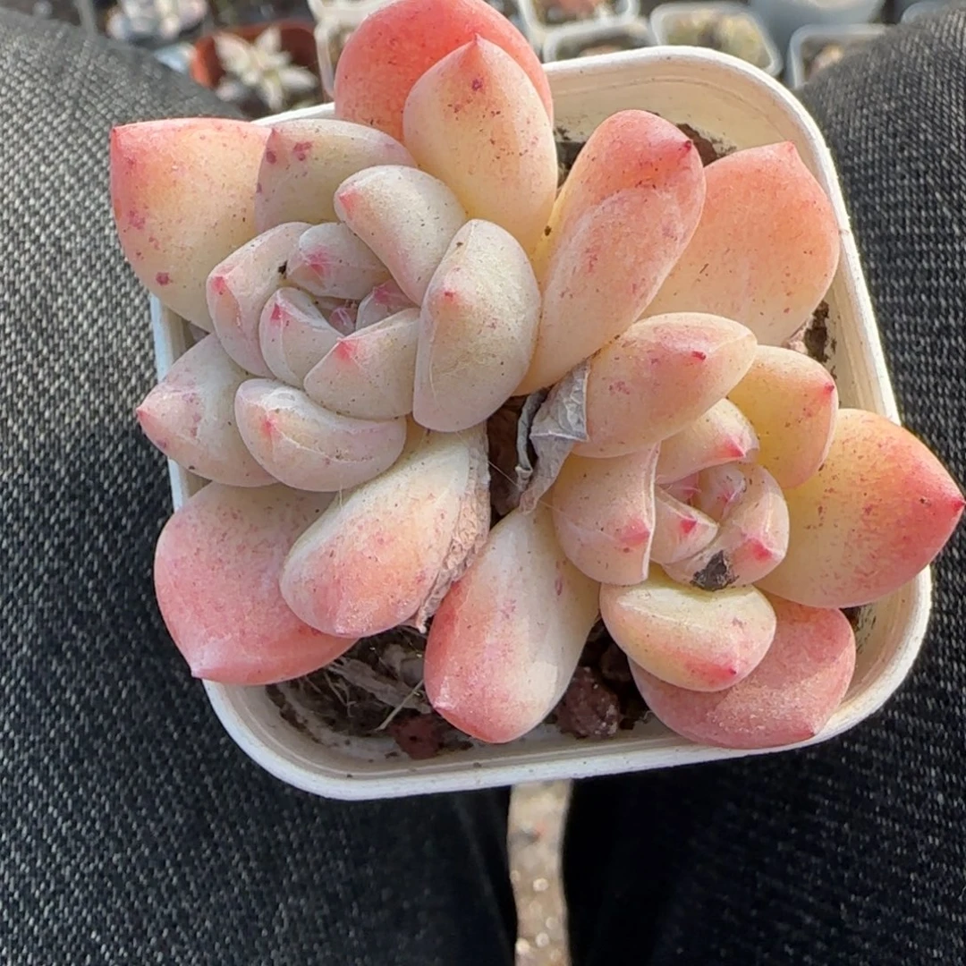 小卡拉米糖心一物一拍