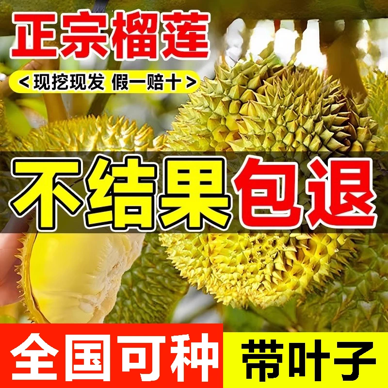 【金枕头】榴莲树大苗正宗榴莲树果苗耐寒当年结果金枕头苗南北种植