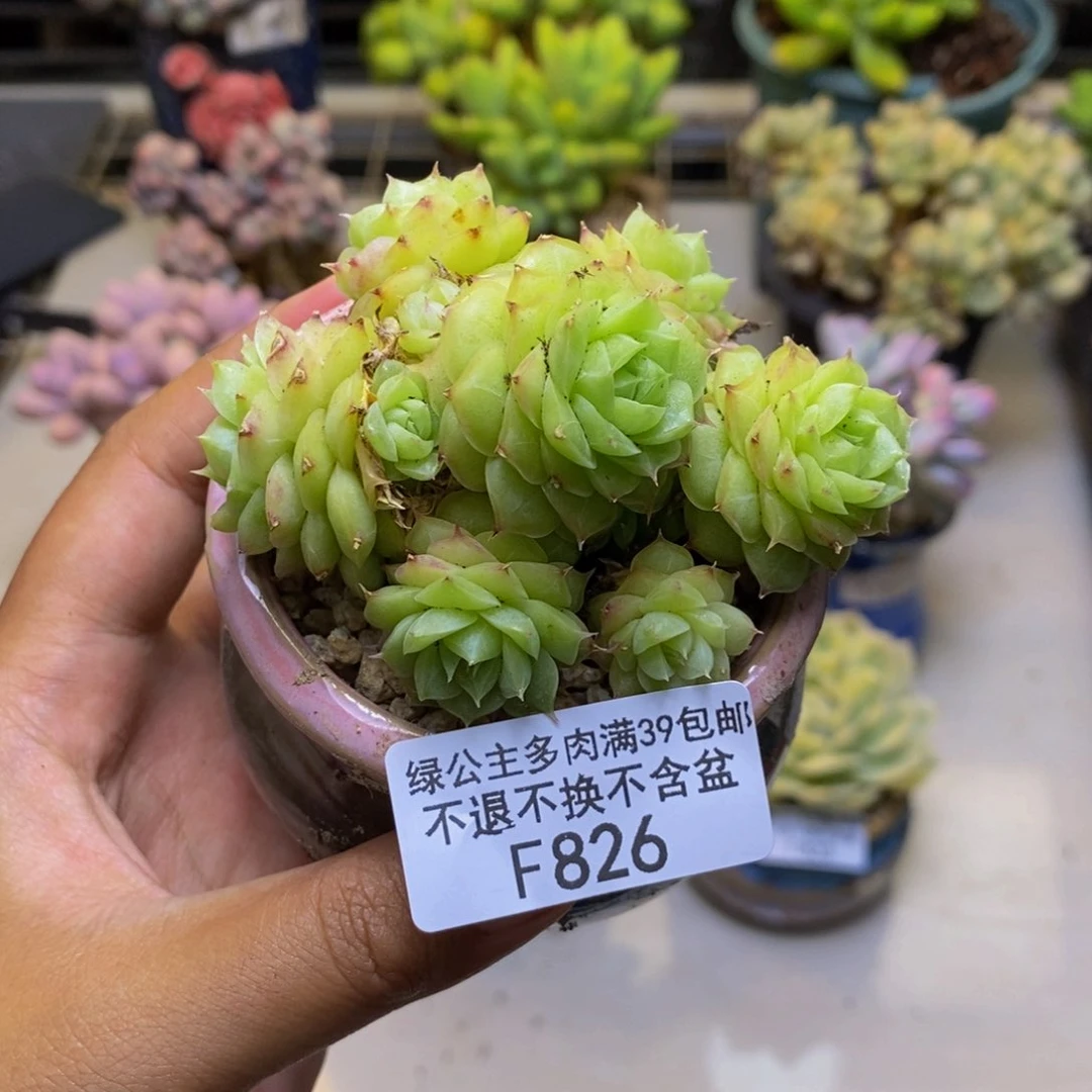 826麦秆多肉肉6cm