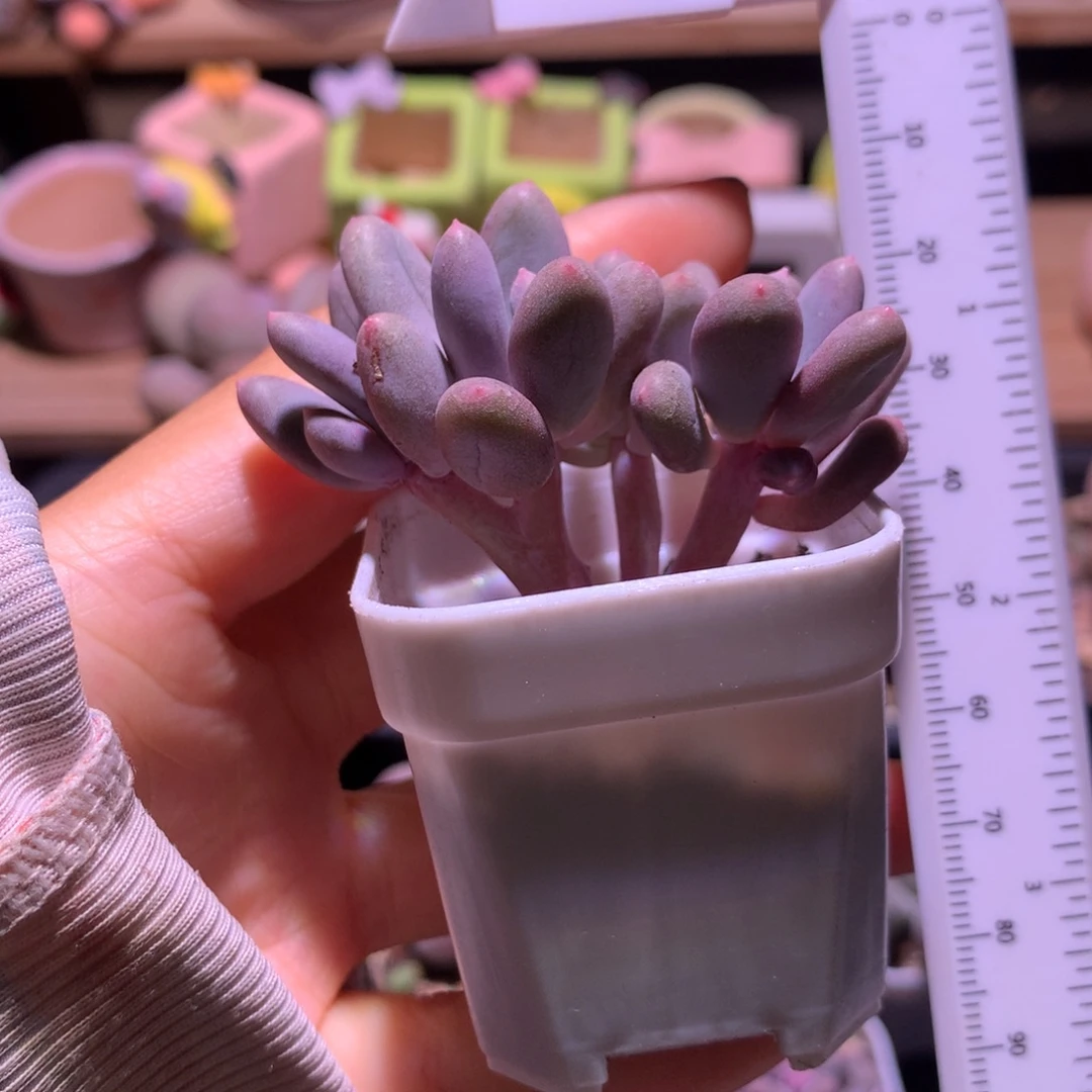 韩国彩虹奶酪多肉哦