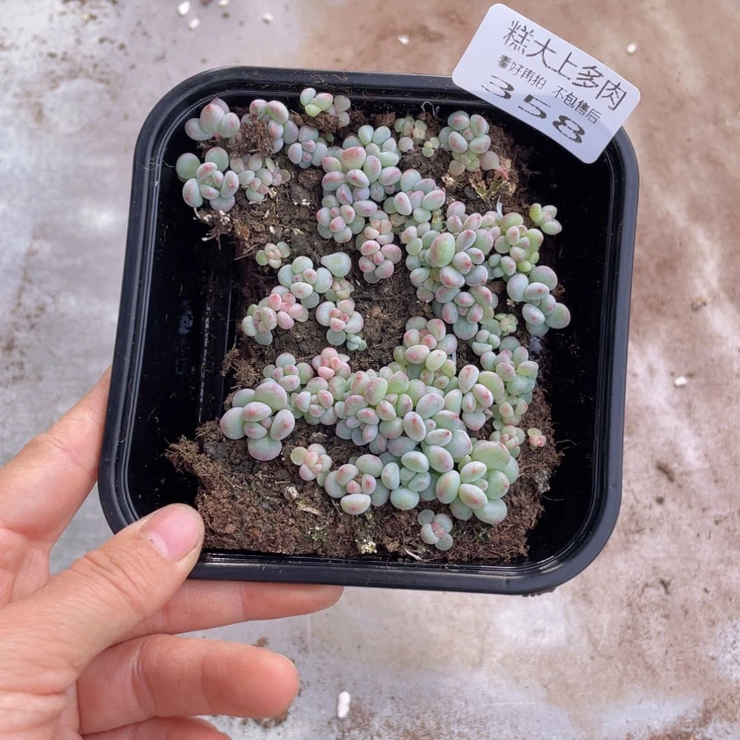 糕大上多肉植物358
