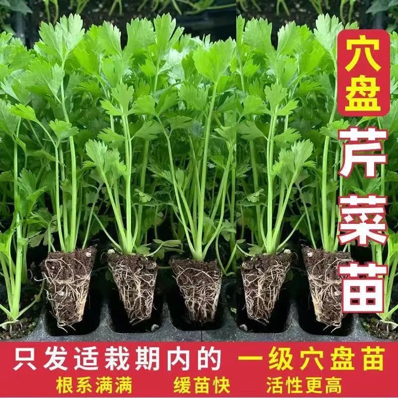 毛芹菜苗新疆包邮焉耆基地直发