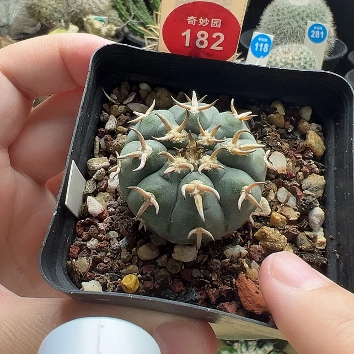 实生短豪刺猫爪3.3cm一棵仙人球