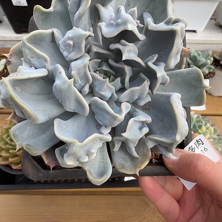 惊爽珍珠1111116-10