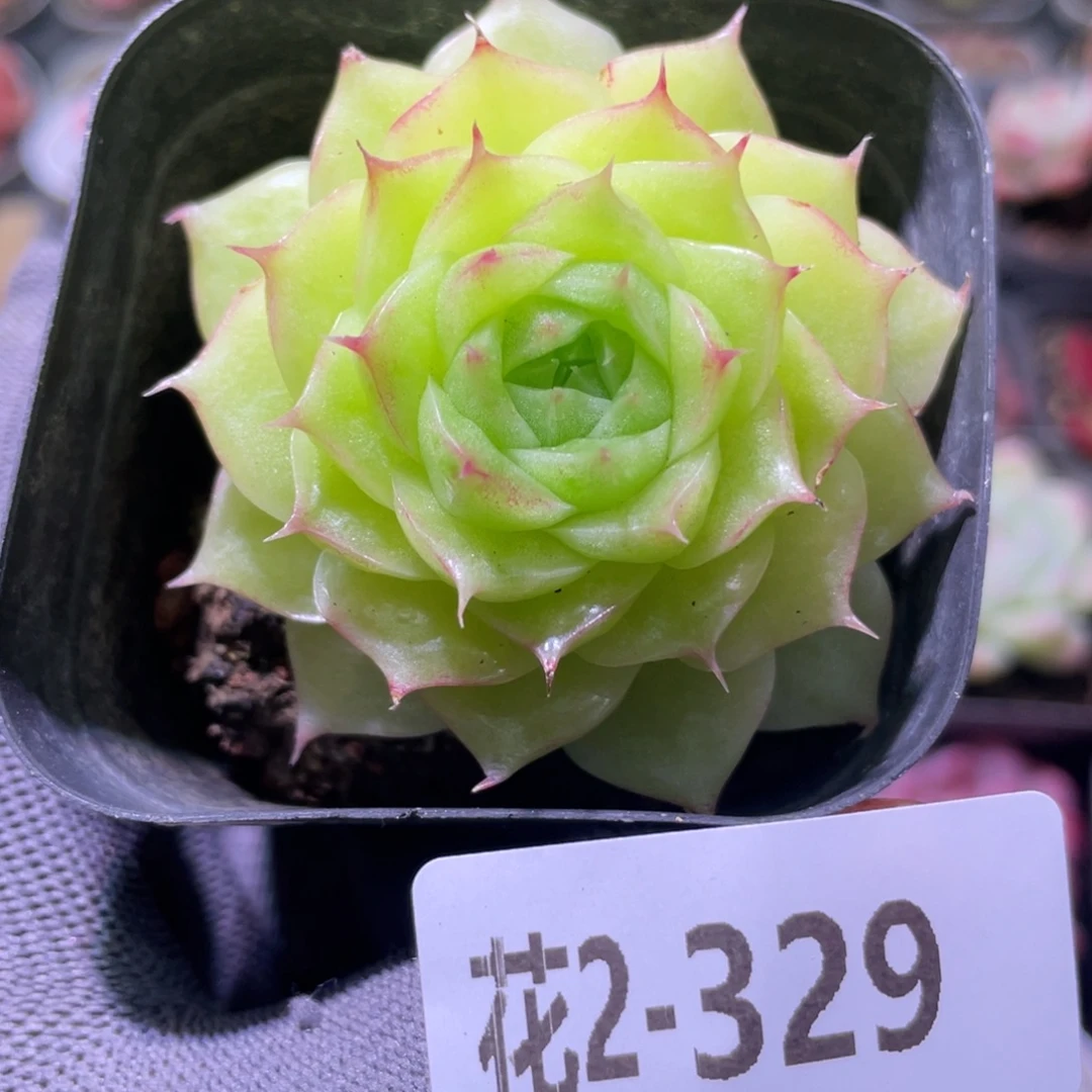 花利美2-329麦秆