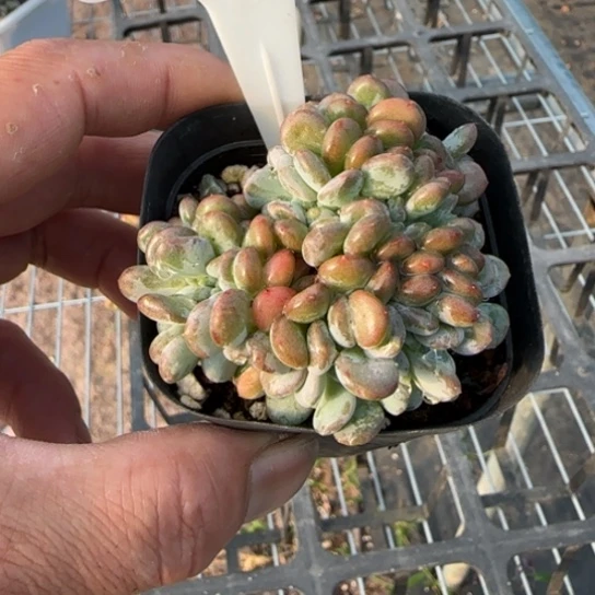 697玛瑙缀一物一拍多肉