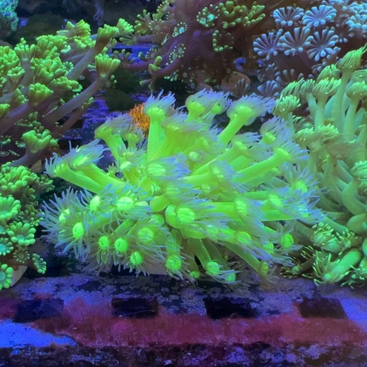 海水鱼荧光双色宝石花 8cm+ 开起来