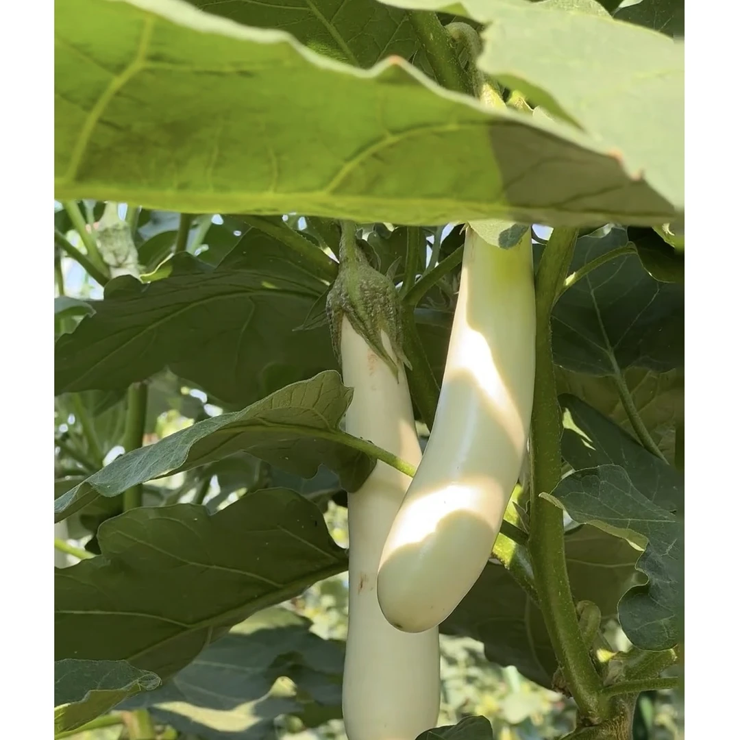 公主白长茄种子籽春夏秋冬四季茄子苗秧苗种孑庭院阳台盆栽蔬菜籽