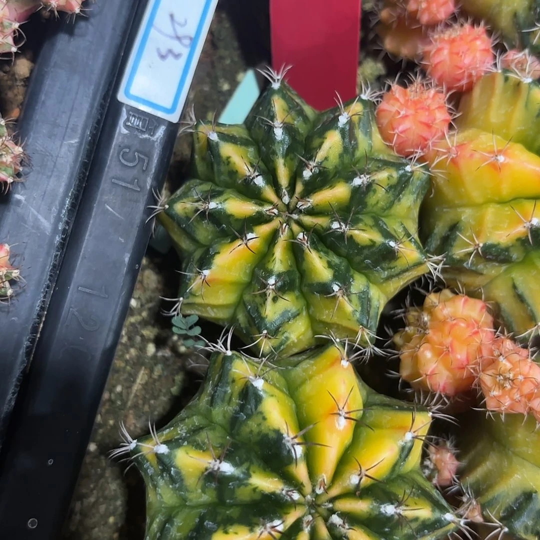 230-0920泰国发货多肉侧芽