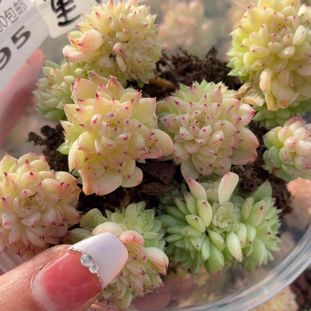二月园艺一物一拍195