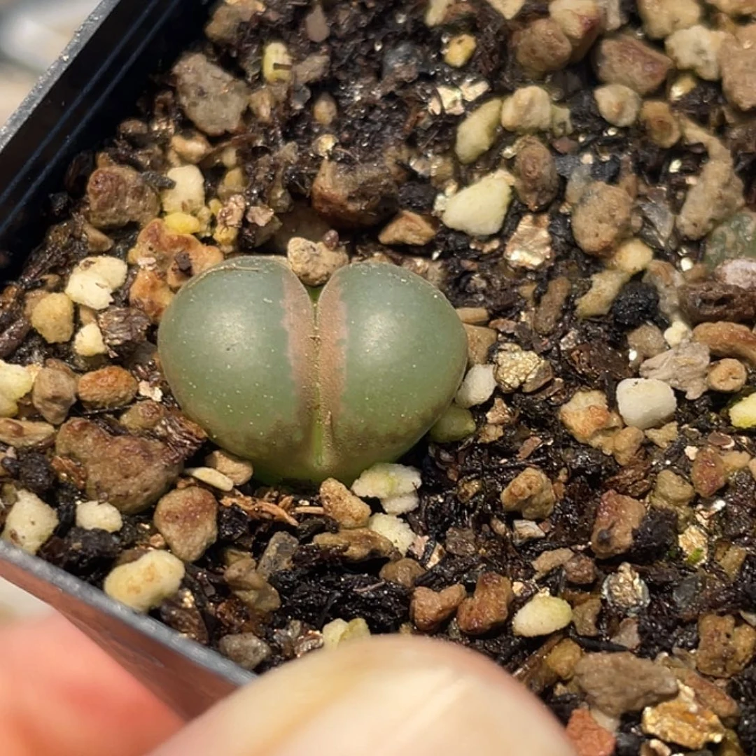 3-16小苗c10多肉植物